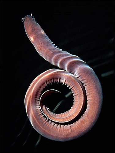 Vũ khí duy nhất của chúng là chất nhờn mà cơ thể tiết ra.