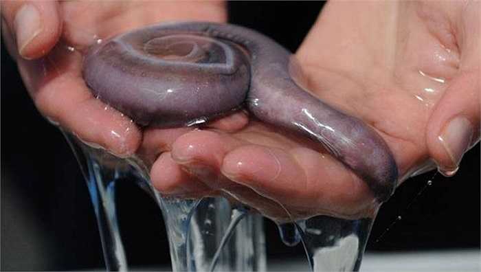 Thật khó tưởng tượng rằng một sinh vật nhỏ bé như thế này lại có thể tiết ra một lượng chất nhờn khủng khiếp như vậy. 