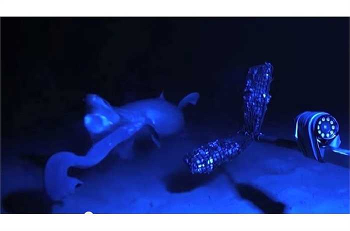 Khi gặp nước, chất nhờn đó biến thành một đám mây keo lớn, giảm lưu lượng nước qua mang, khiến kẻ săn mồi không thể 'thở' được.