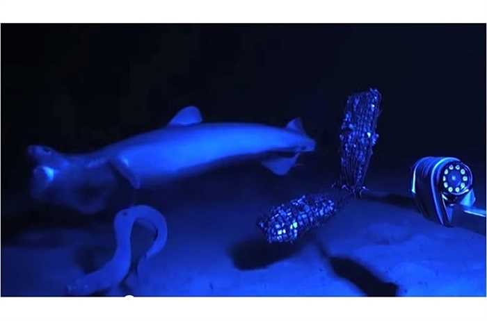 Bởi vậy, ngay cả cá mập cũng phải 'chào thua' con cá hagfish nhỏ bé này 