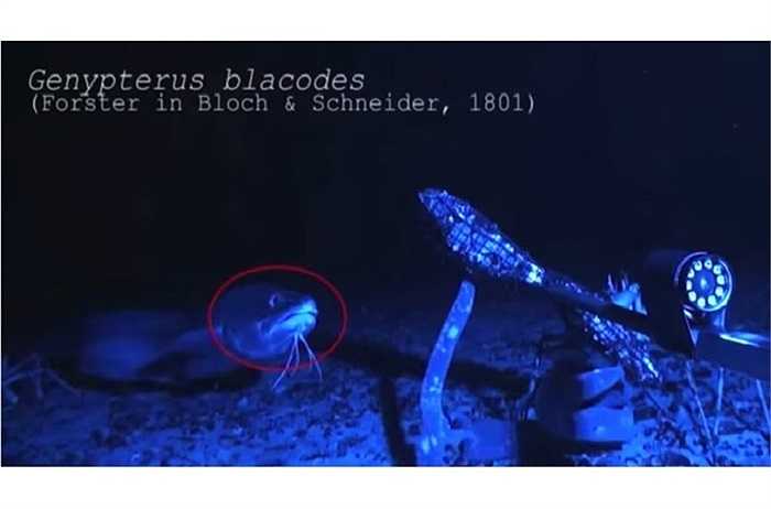 Trong một đoạn phim mà các nhà khoa học ghi được, có tổng cộng 14 kẻ săn mồi phải hối tiếc vì lỡ dính vào con mồi nhìn có vẻ đơn giản. 