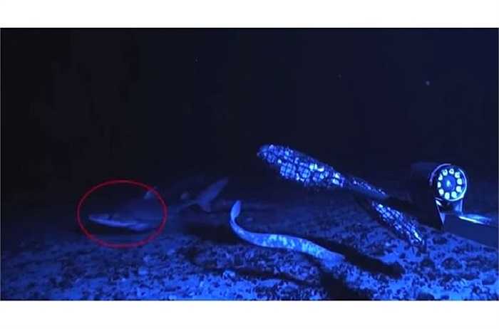 Ngay sau khi đớp con mồi, chúng liền lập tức nhả ra và bơi đi nhanh chóng.