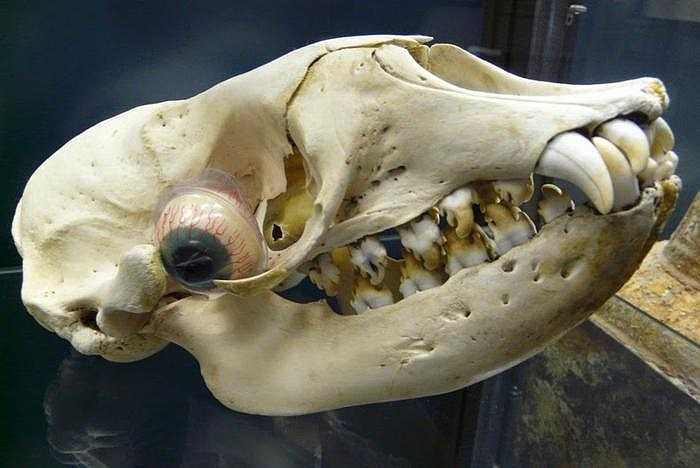 Hàm răng hải cẩu ăn cua có cấu tạo đặc biệt với rất nhiều khía sắc trên răng, được sắp xếp một cách linh hoạt để giúp hải cẩu xử lý món ngon ưa thích của chúng. 