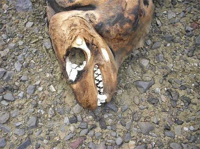 Trước tiên, hải cẩu sẽ bơi tới gần nhóm nhuyễn thể, mở rộng miệng để hút vào khoang miệng khối nước có chứa rất nhiều nhuyễn thể. 