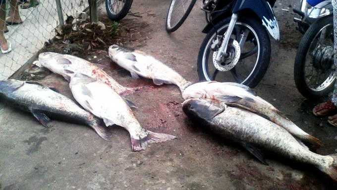 Cá mè nặng hàng chục kg bơi lội trên kênh ở Sài Gòn