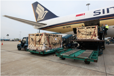 Tiếp tục nhập 200 'cô bò' cao sản từ Úc về Việt Nam