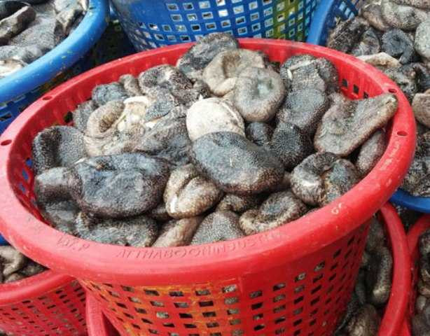 Thương lái Trung Quốc bỗng nhiên mua con banh lông với giá cao