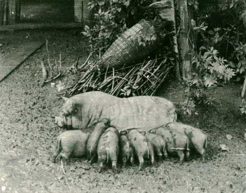 Hà Nội, thập hiên 1950, thị thành, nông thôn