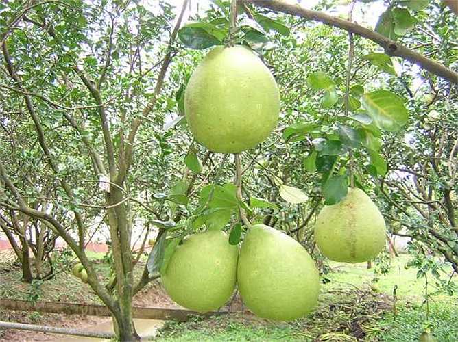 Hàm lượng calo trong bưởi rất thấp, nhưng hàm lượng cali phong phú. Do đó bưởi có tác dụng làm giảm lượng chất béo tịch tụ ở phần thân dưới, và tránh hiện tượng phù thũng do tích muối ở thân dưới khi bạn thức khuya. 