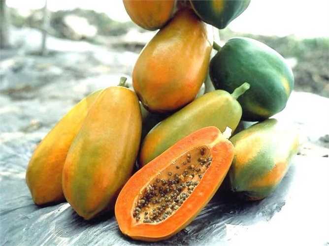 Đu đủ chứa loại protein đặc biệt giúp phân giải enzyme, loại bỏ các chất béo tích tụ trong cơ thể do ăn nhiều thịt. Không chỉ vậy, thành phần pectin trong đu đủ còn là chất rửa dạ dày rất tốt, có lợi cho việc bài thải các chất dư thừa trong cơ thể.