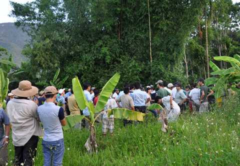 Bò tót, húc người, đâm, chết người, Quảng Nam, bị chết