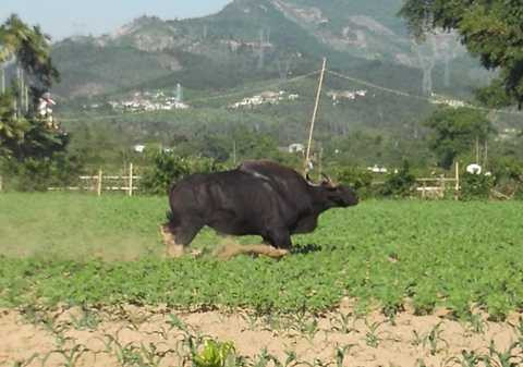 Bò tót, húc người, đâm, chết người, Quảng Nam, bị chết