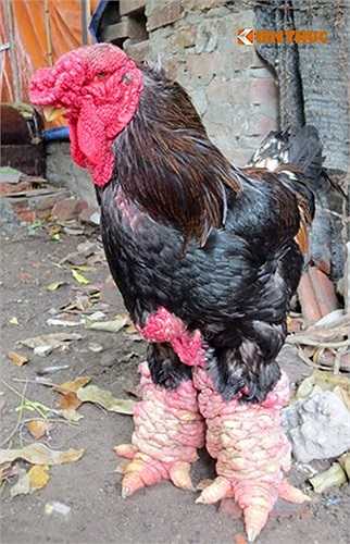 Đến nhà hàng Làng Vạn Chài (khu đô thị Văn Quán, Hà Đông, Hà Nội), nhiều người không chỉ ngạc nhiên với bể cá thần lúc nhúc mà còn phải trầm trồ trước một chú gà Đông Cảo với đôi chân khổng lồ hiếm thấy. 