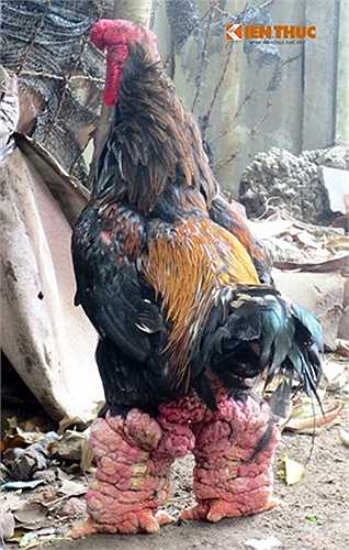 Anh Đỗ Hoàng Việt, chủ nhà hàng cho hay đã 'tậu' được chú gà khủng này trong một lần đi Đông Tảo nhập gà. 