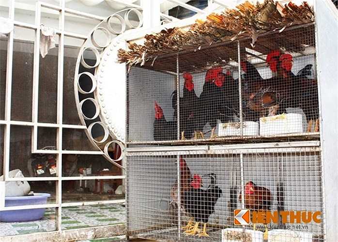 Cả một đàn gà 9 cựa hàng hiếm. Hiện giống gà này có giá bán 550.000 đồng/kg, mỗi con nặng trung bình khoảng 3 kg. 