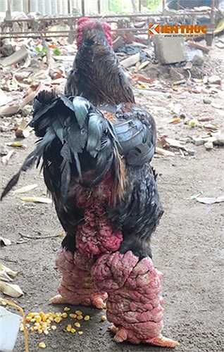 Chú gà nặng khoảng 7kg nhưng riêng đôi chân cũng phải hơn 1kg.