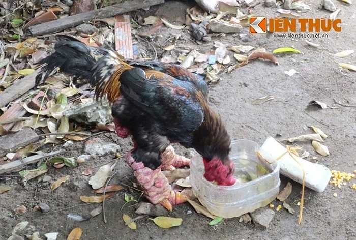 Để mua được chú gà hiếm có này, anh Việt đã phải chi ra số tiền không nhỏ và quan trọng nhất là mất công thuyết phục chủ cũ của nó bởi ban đầu người chủ cũ nhất định không chịu bán gà quý. 