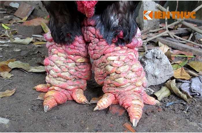 Cận cảnh đôi chân lực lưỡng của chú gà Đông Cảo.