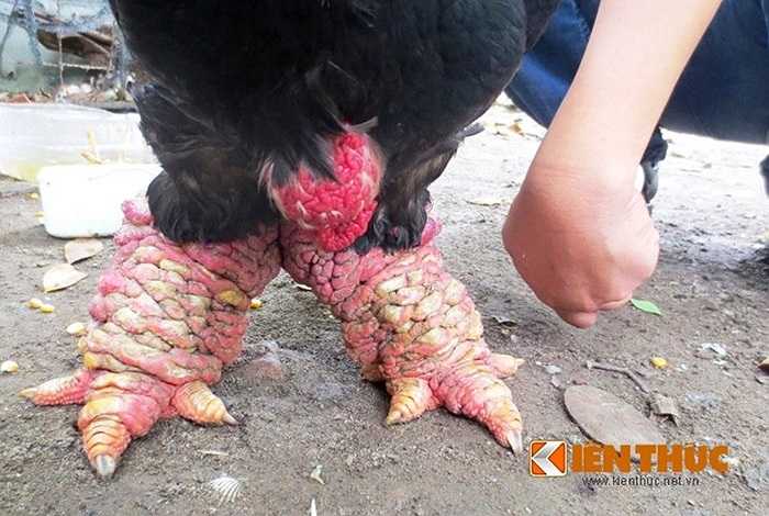 Cặp chân của nó còn to hơn cả cổ tay người