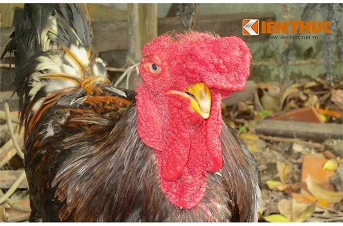 Sau khi mang về Hà Nội, anh Việt không đem giết thịt mà để nuôi chơi, nhiều người chơi gà ở Hà Nội cũng kéo đến xem, hỏi mua, có người trả giá lên tới 40 triệu đồng nhưng anh không muốn bán vì có người bên trung tâm khuyến nông Hà Nội ngỏ ý muốn xin để giữ giống 