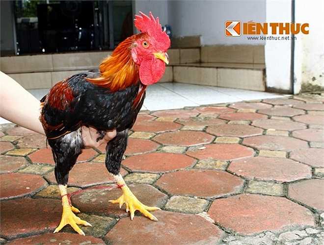 Không chỉ có gà Đông Cảo, nhà hàng của anh Việt còn có nhiều món độc, lạ như giống gà tiến vua 9 cựa.