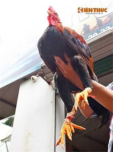 Cận cảnh một con gà 9 cựa ở Làng Vạn Chài.