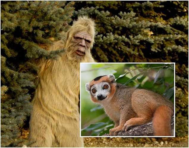 Bác sĩ thú y Melba Ketchum nghiên cứu về Bigfoot phát hiện ra rằng ADN trong ti thể của Bigfoot giống ADN của con người. Nhưng ADN trong nhân tế bào của Bigfoot lại giống của loài vượn cáo.