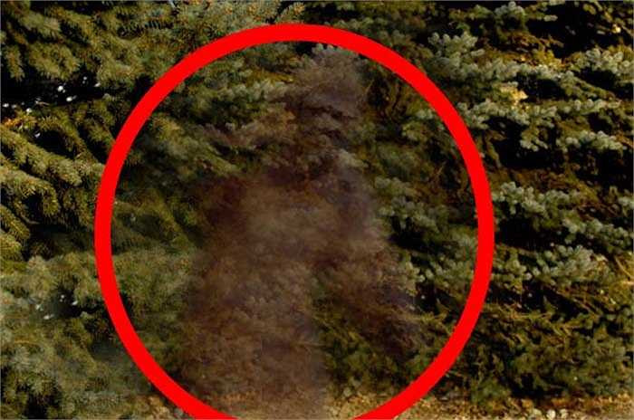 Nhiều người cho rằng họ thực sự nhìn thấy Bigfoot xuất hiện trong các khu rừng rậm. Tuy nhiên chúng có thể biến mất trong tích tắc như thể có khả năng tàng hình.