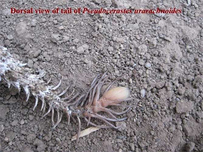 Phía đuôi của loài rắn này được bao phủ bởi các chân nhỏ giống như chân nhện. 