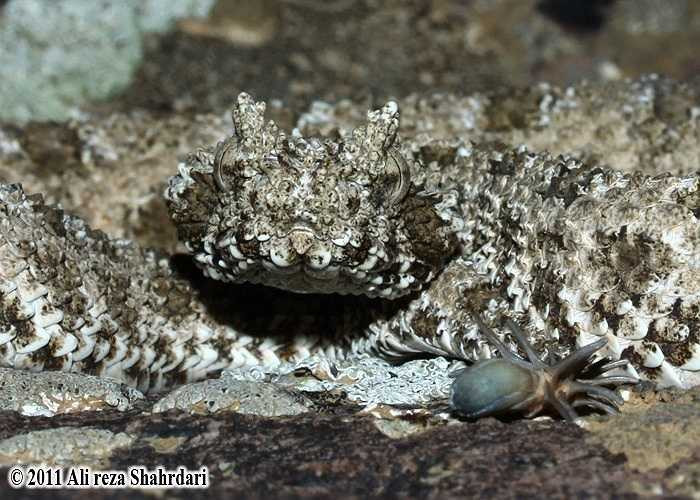 Đuôi giống nhện là một phần cơ thể của con rắn, có vai trò thu hút con mồi.