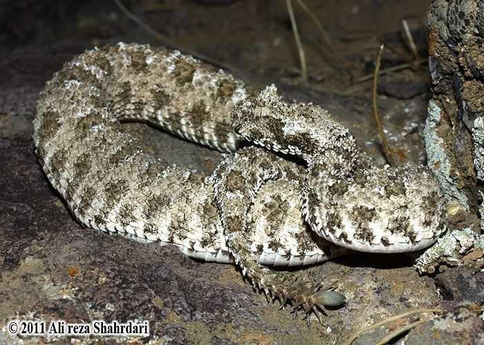 Ban đầu, các nhà khoa học dự đoán rằng đó là một sinh vật lai, hay là một cá thể rắn bị đột biến gen hoặc bị sinh vật sống ký sinh trong cơ thể tấn công. 