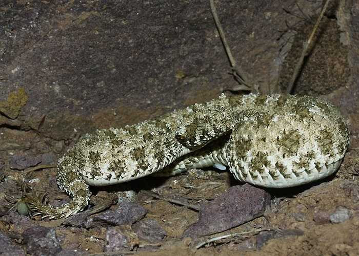 Tuy nhiên, qua nhiều kiểm tra mẫu vật, các nhà khoa học xác định đó là một loài rắn sở hữu đặc điểm dị thường