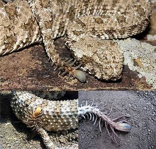 Hình dáng giống rắn nhưng con vật lại pha trộn thêm đặc điểm ngoại hình của nhện. 