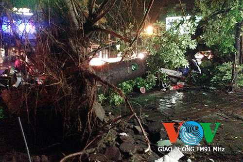 Trên đường Trần Khát Chân, một cây cổ thụ bật gốc nằm chắn gần hết lòng đường.