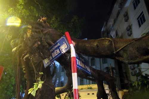 Cây đổ trên đường Điện Biên Phủ và Trần Phú