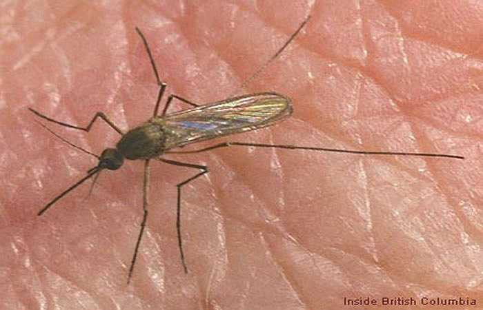 Muỗi: Đây là những côn trùng chuyên sống nhờ vào máu của người và động vật. Chúng làm lây lan bệnh sốt rét, khiến hơn 1 triệu người tử vong mỗi năm.