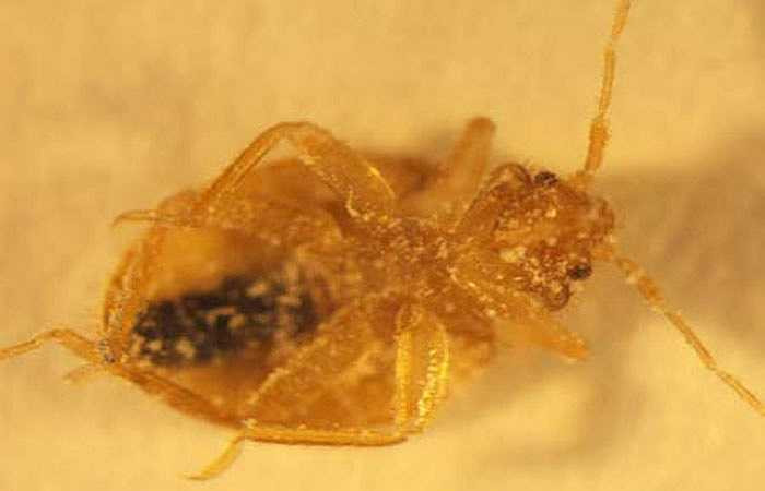 Rệp giường (Bedbug): Rệp giường có kích thước chỉ khoảng bằng hạt gạo và thường hút máu vào ban đêm khiến nạn nhân bị mẩn ngứa, khó chịu đến mất ngủ. Chúng có thể lưu giữ các tác nhân gây bệnh nguy hiểm như dịch hạch, hồi quy, sốt Q, Tularemia, viêm gan B.