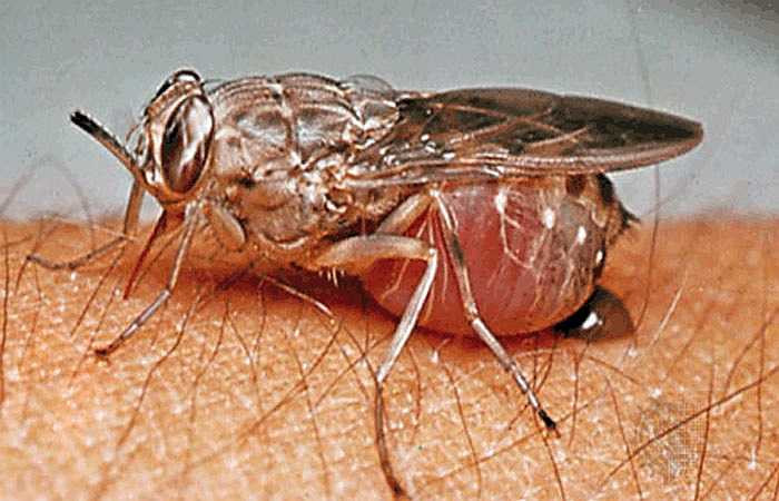 Ruồi ngủ xê xê: Đây là những con ruồi lớn, đốt và hút máu. Chúng là thủ phạm gây ra căn bệnh ngủ giết chết hàng ngàn người mỗi năm ở châu Phi.
