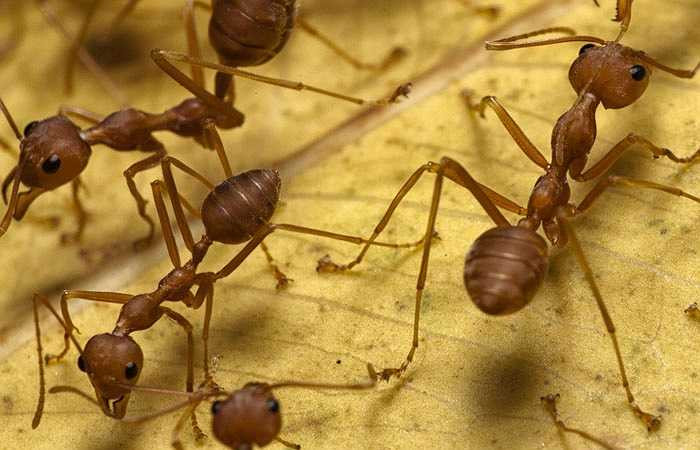 Kiến lửa: Đây là loài côn trùng hiếu chiến, chuyên đốt và quây thành đàn tấn công nạn nhân. Thông thường, kiến lửa đốt sẽ gây ra các nốt sưng đỏ và mụn mủ, nhưng 5% số trường hợp bị loài côn trùng này đốt đã dẫn đến tử vong.