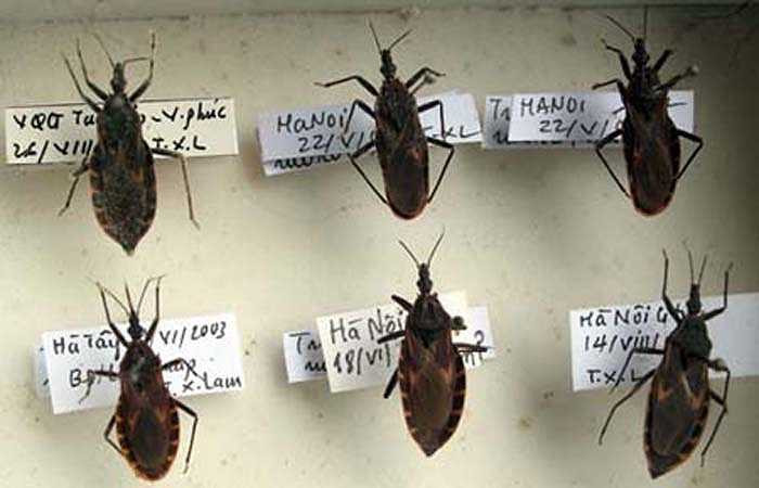 Bọ xít hút máu (Bọ hôn): Những con côn trùng đáng sợ này thường cắn nạn nhân vào ban đêm, thường quanh vùng môi hoặc mắt. Chúng là thủ phạm làm lây lan bệnh Chagas, cướp đi sinh mạng của hơn 12.000 người/năm.