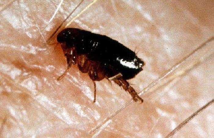 Bọ chét: Những côn trùng hút máu này đã góp phần làm lan truyền vô số căn bệnh nguy hiểm chết người, trong đó nghiêm trọng nhất là bệnh dịch hạch.