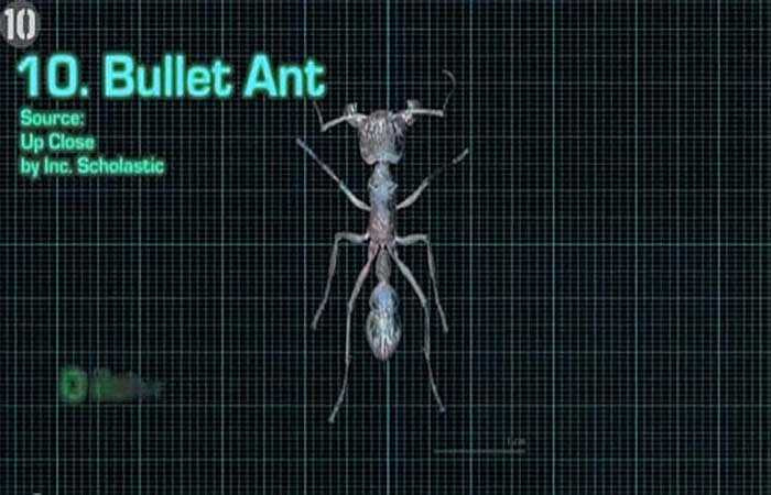 Kiến viên đạn: Một vết cắn của con côn trùng nhỏ xíu này gây đau đớn tới mức nạn nhân có cảm giác như bị đạn găm vào người. Loài kiến này được nhiều người coi là sở hữu vết cắn đau đớn nhất mà con người từng biết đến.
