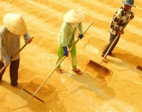 lúa gạo, xuất khẩu, Trung Quốc, nhập khẩu, kinh tế