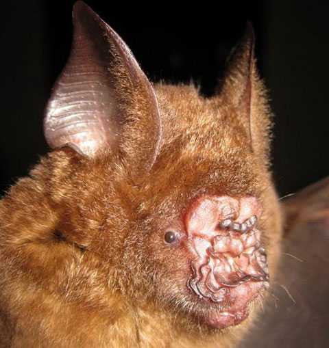 Việt Nam xuất hiện nhiều loài sinh vật quý hiếm, kỳ lạ