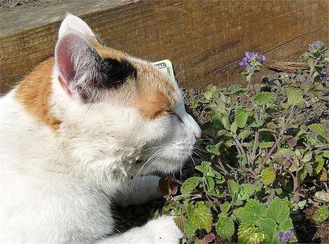 Mèo tìm cảm giác hưng phấn từ catnip (một loại thảo mộc sống lâu năm, thuộc họ Labiatae Mint). Mặc dù catnip có ít ảnh hưởng đối với con người, nhưng loài thảo mộc này lại rất hút mèo. Chảy nước dãi, buồn ngủ và lo lắng là tác dụng phụ khi mèo sử dụng chất gây nghiện này.