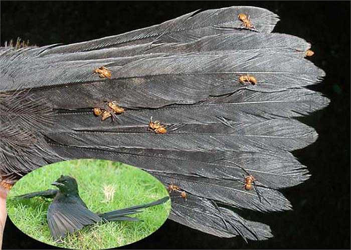 Có hàng trăm loài chim biết cách cọ xát đàn kiến vào lông để chúng tiết ra axit giết chết các con ve, bọ sống ký sinh trên bộ lông. Sau đó, chính những con kiến lại trở thành bữa ăn béo bở cho chúng. Hành vi này vô tình trở thành chứng nghiện ngập khó bỏ của các loài chim này. 