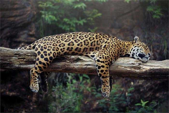 Báo đốm Mỹ là loài săn mồi cừ khôi. Nhưng để tăng cường bản năng săn mồi chúng đã biết sử dụng chất kích thích trong cây sơ-ri có tên là caapi. Chất kích thích này gây ảo giác cực mạnh, tăng cường độ nhạy cho các giác quan, làm tim đập nhanh và không còn sợ hãi biến báo đốm thành những sát thủ đáng sợ. 