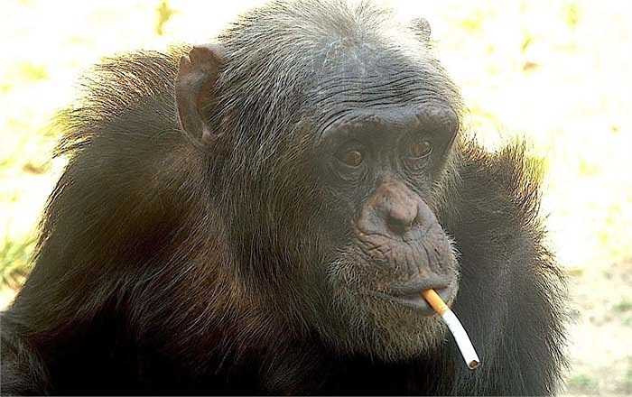 Hình ảnh một con tinh tinh phì phèo điếu thuốc lá không còn xa lạ. Chứng nghiện thuốc của loài linh trưởng này thực ra là do bắt chước từ con người. Những người làm việc tại sở thú vô tình làm rơi mẩu thuốc hút dở trước chuồng của chúng, với trí khôn của mình một vài con đã tò mò nhặt lên và thưởng thức.