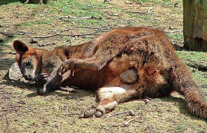 Sản xuất thuốc phiện là hợp pháp ở Australia, nhưng điều đó có ảnh hưởng tiêu cực đến một số loài thú có túi bản địa, đặc biệt là Wallabies (loài kangaroo chân to). Giới tội phạm dùng thuốc phiện để lừa bắt trộm kangaroo. Kangaroo bị “phê thuốc” sẽ mất kiểm soát, nhảy múa điên cuồng và không còn tỉnh táo.