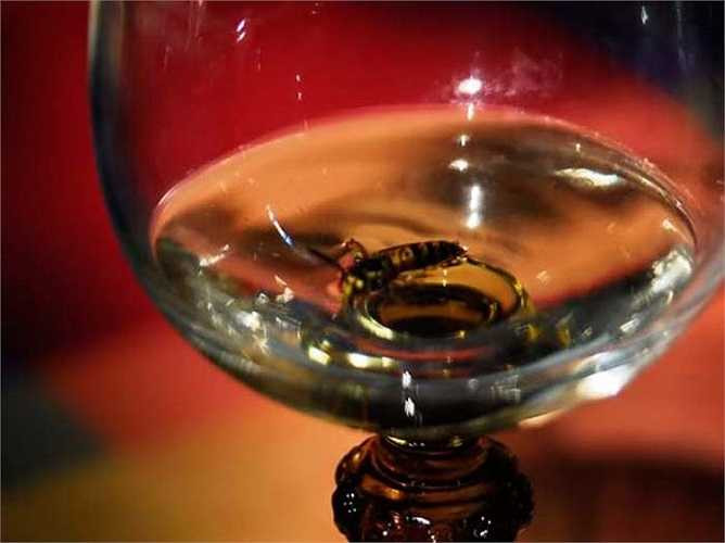 Những chú ong mật vô tình bị say rượu do chính mình sản xuất ra mà không biết. Phấn hoa chúng nhặt được nếu để lâu sẽ bị lên men thành rượu etylic với nồng độ khá nặng. Chứng nghiện rượu cũng đã thúc đẩy loài ong phải làm việc chăm chỉ hơn.